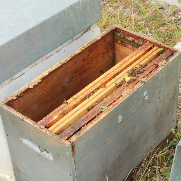 Essaim de saison 3 cadres