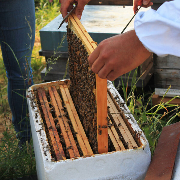 Essaim de saison 5 cadres